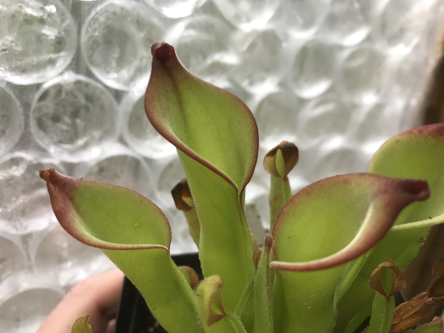 Heliamphora minor Carnivorous plants for sale Canada