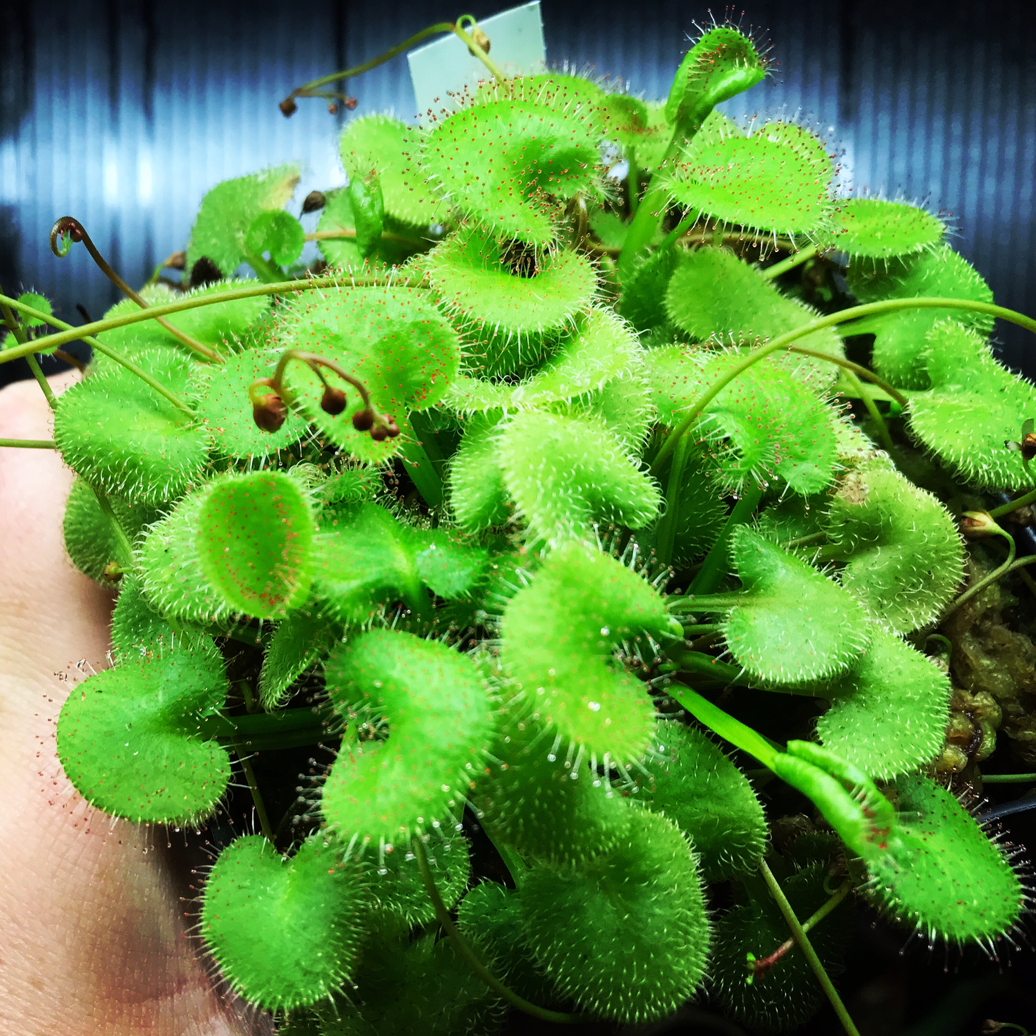 Drosera prolifera The Hens and Chicks Sundew for sale Canada