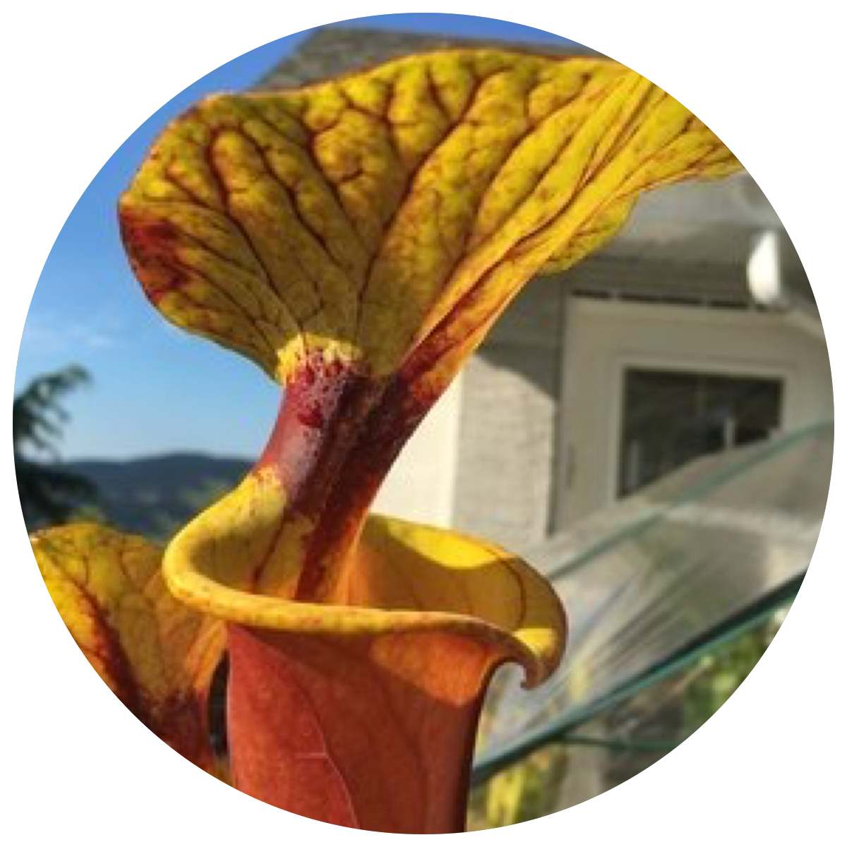 SARRACENIA / NORTH AMERICAN PITCHER PLANTS FOR SALE