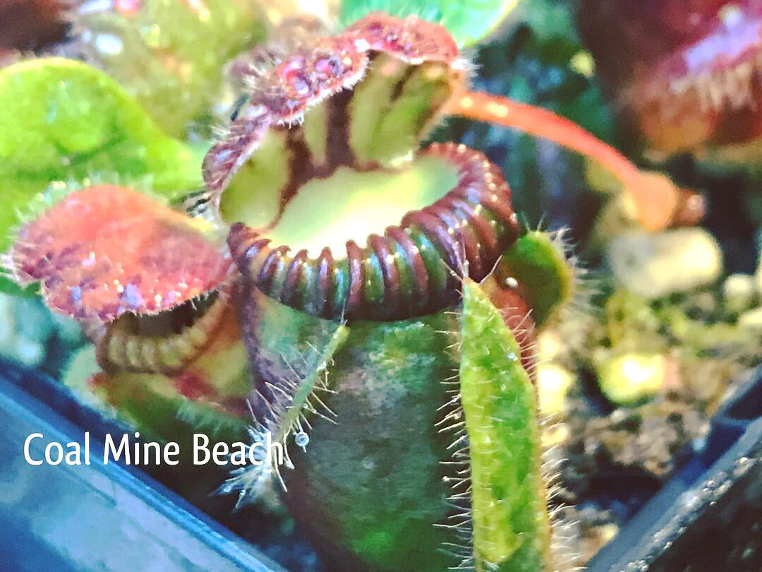 Cephalotus Carnivorous plants for sale Canada