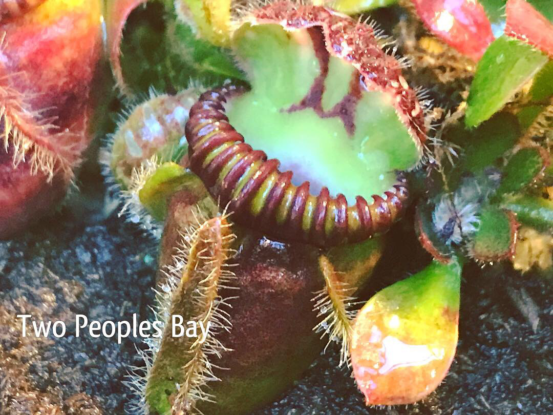 Cephalotus Carnivorous plants for sale Canada