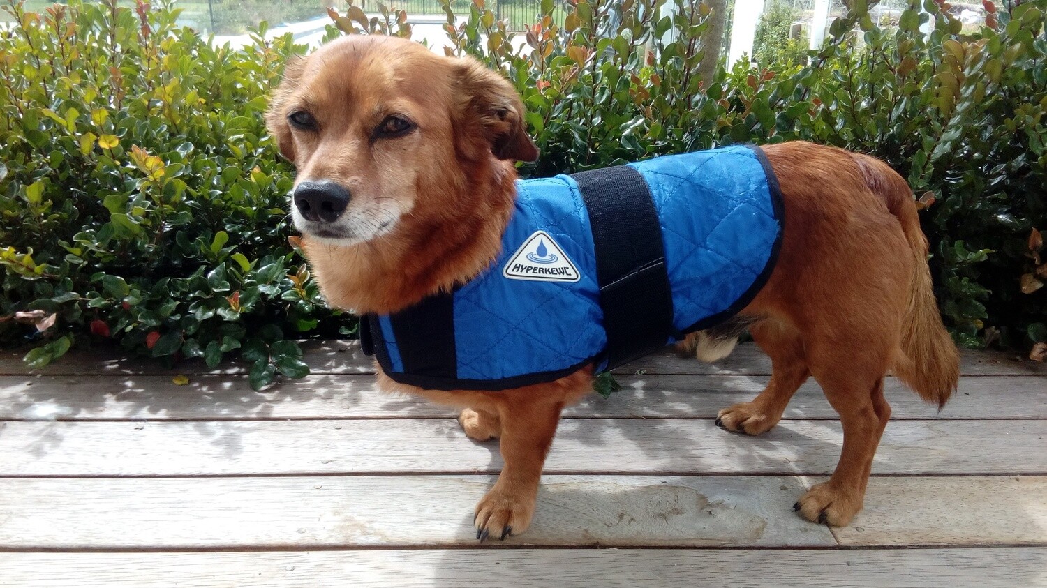 Hyperkewl Cooling Dog Vest (Extra Small)