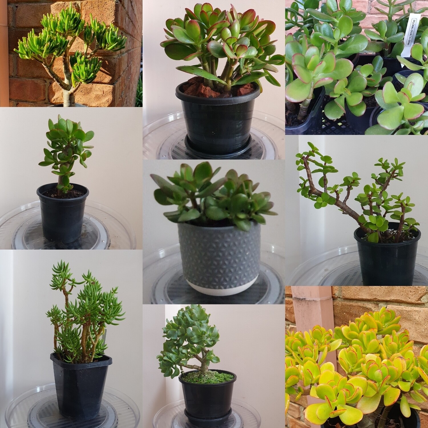 Auspicious Good Luck Fengshui Bonsai Plants Cuttings only