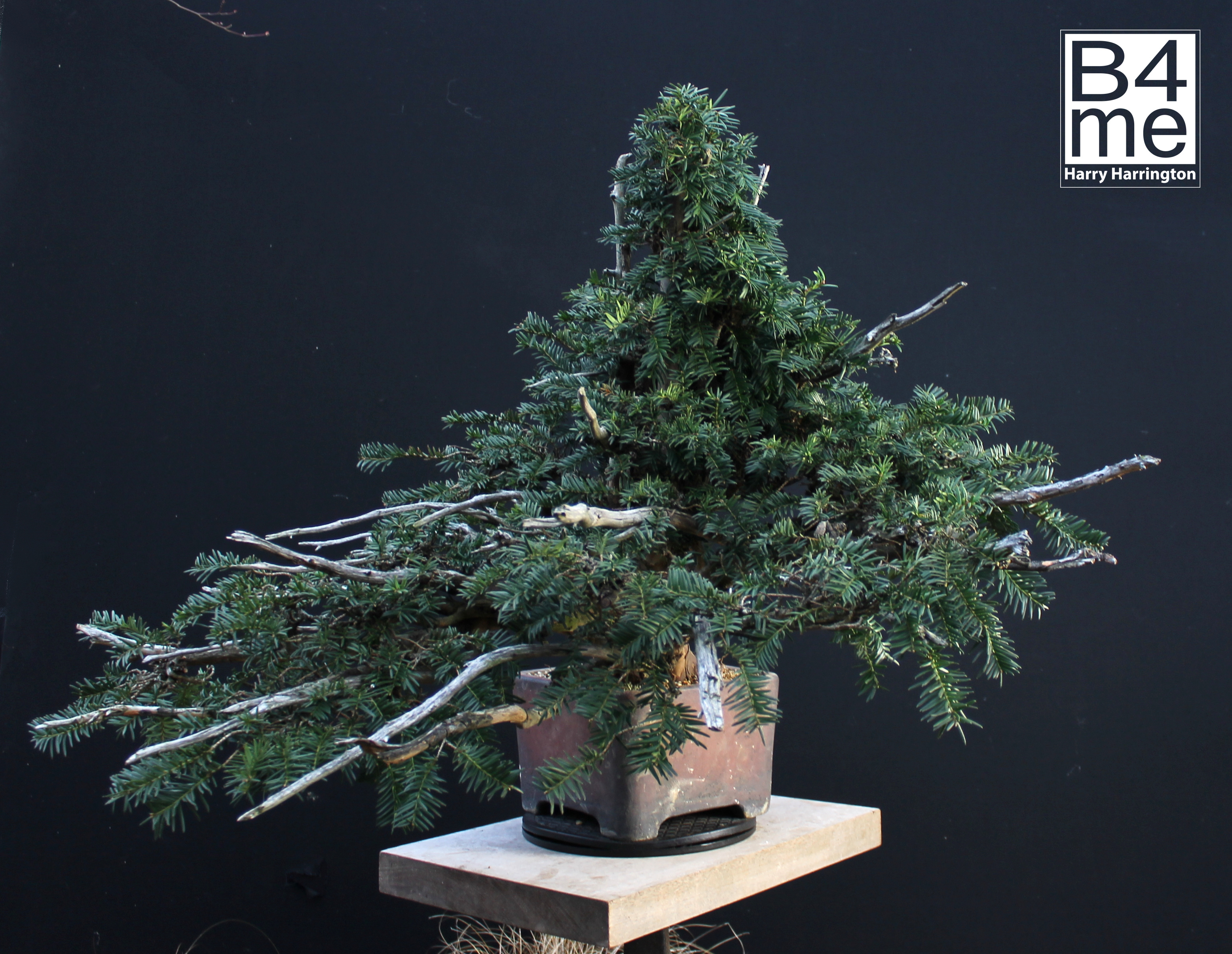Bonsai Trees for Sale