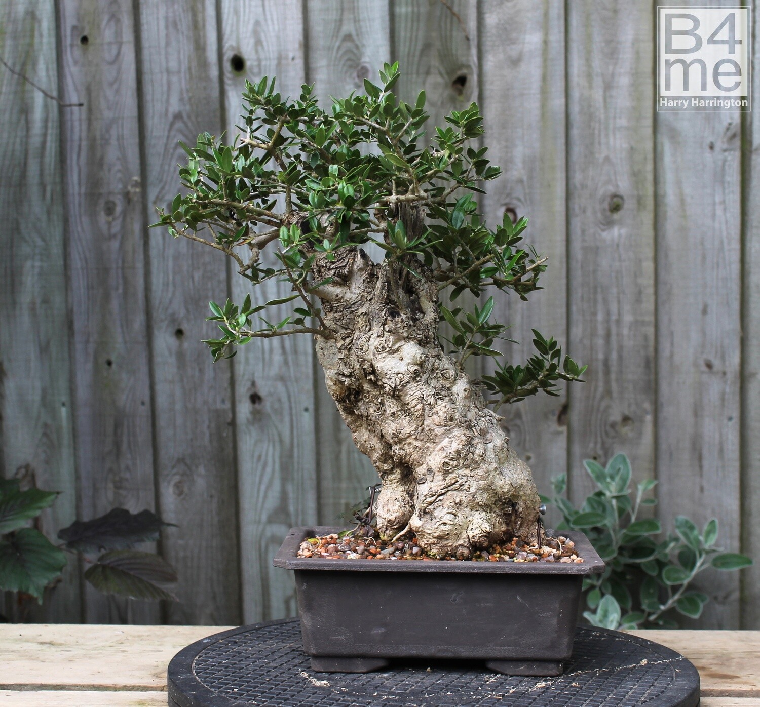 SOLD Olea sylvestris / Olive yamadori bonsai