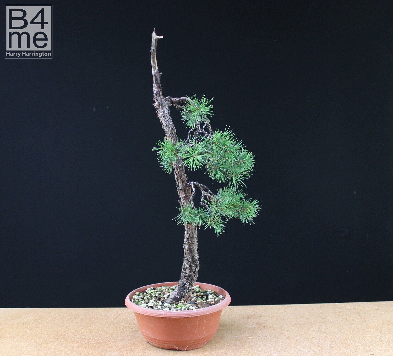 SOLD Yamadori Pinus Sylvestris/ Swedish Scots Pine bonsai