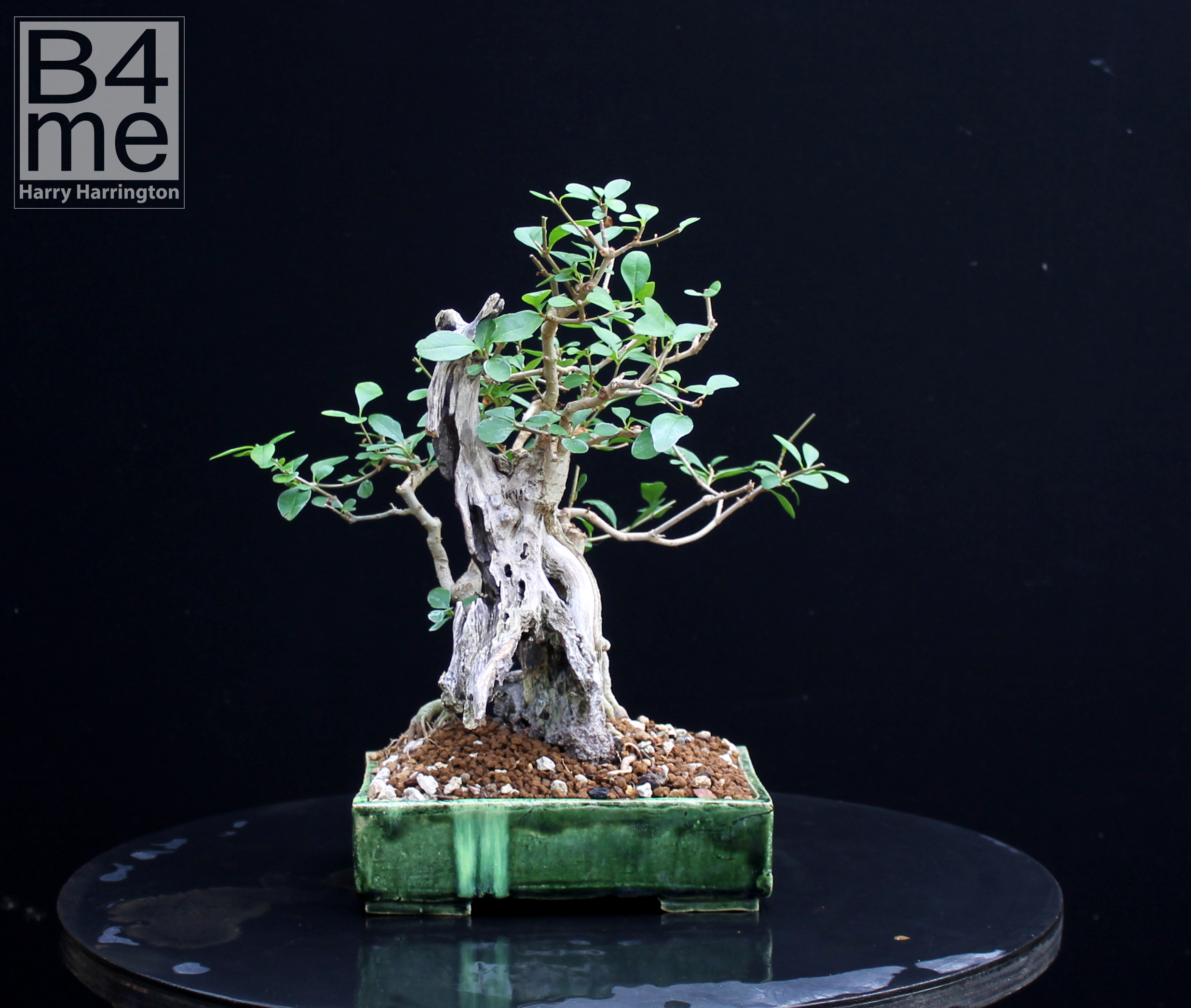 Bonsai Trees for Sale