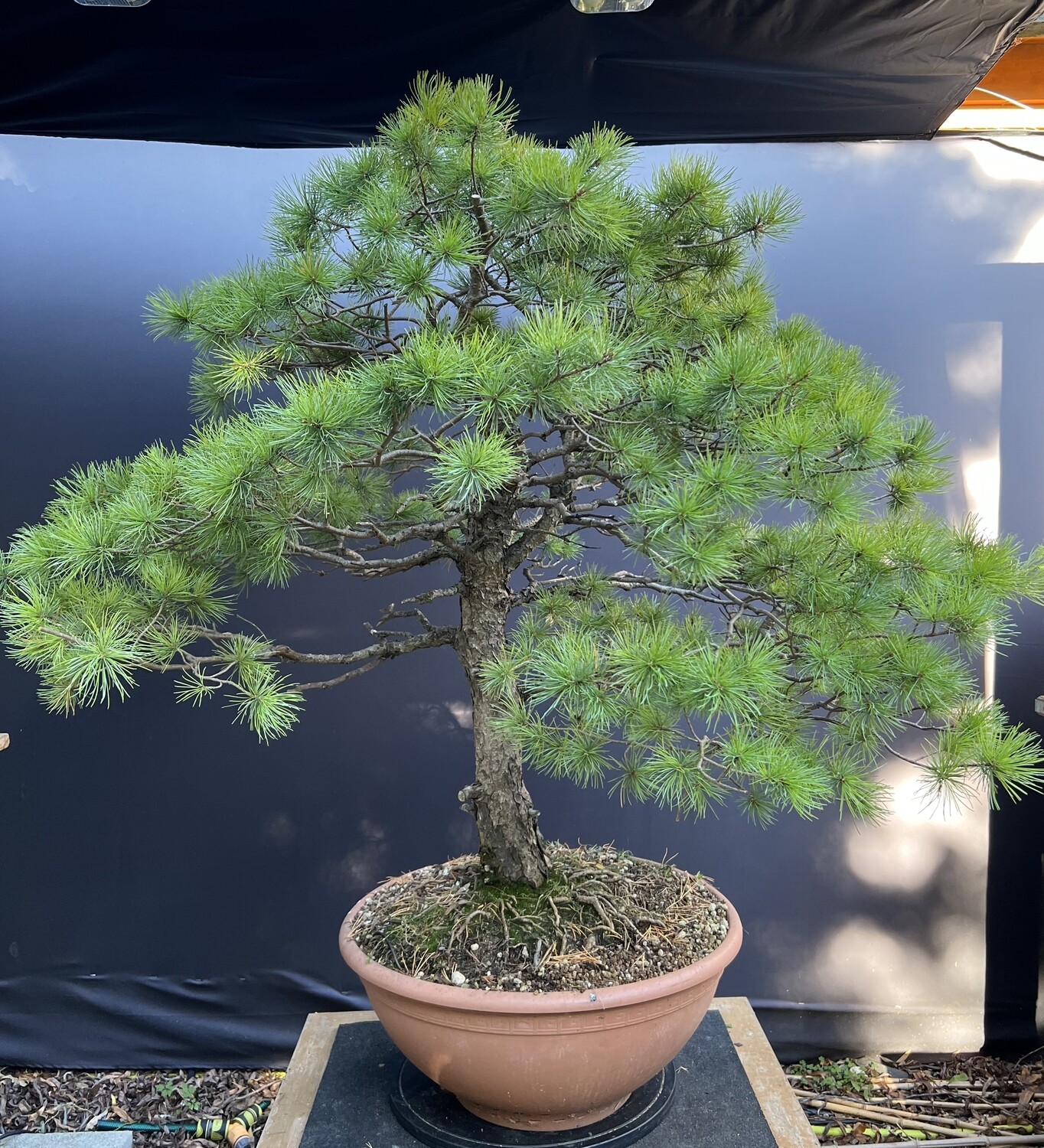 Pinus parviflora/ Japanese White Pine bonsai LARGE Store Bonsai4Me