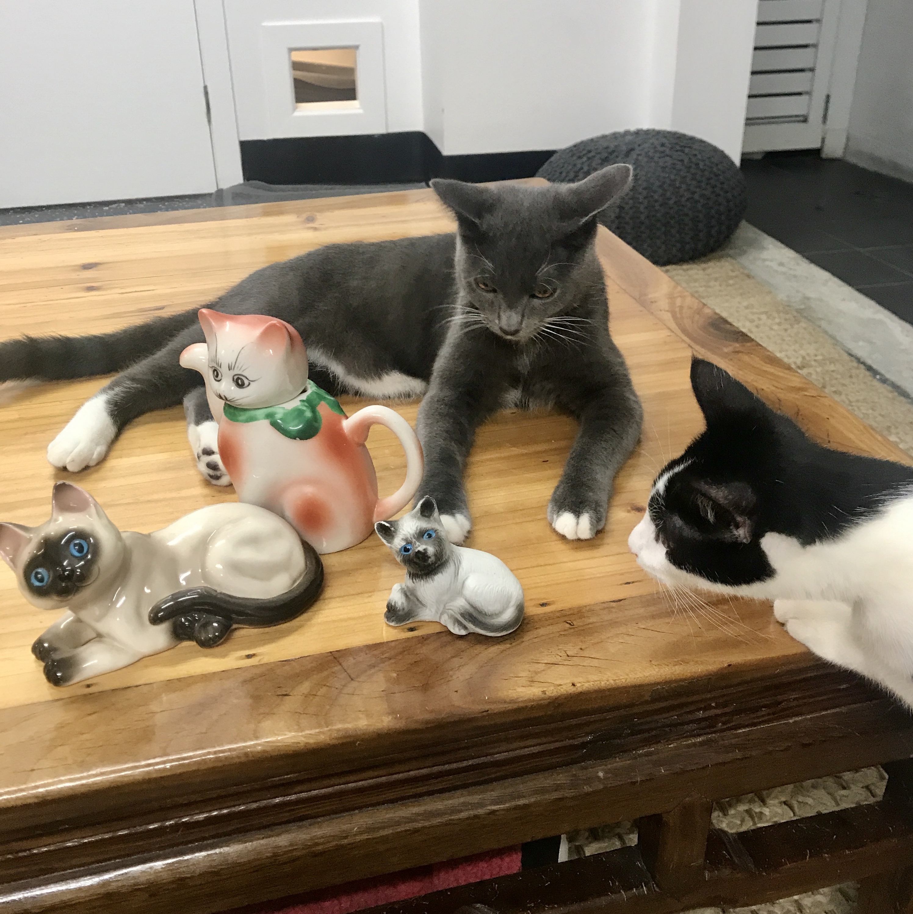 Collectables Cats Store Cat Cuddle Cafe Brisbane