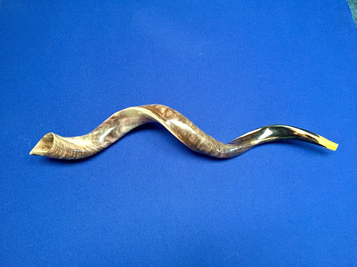Large Shofar Polished