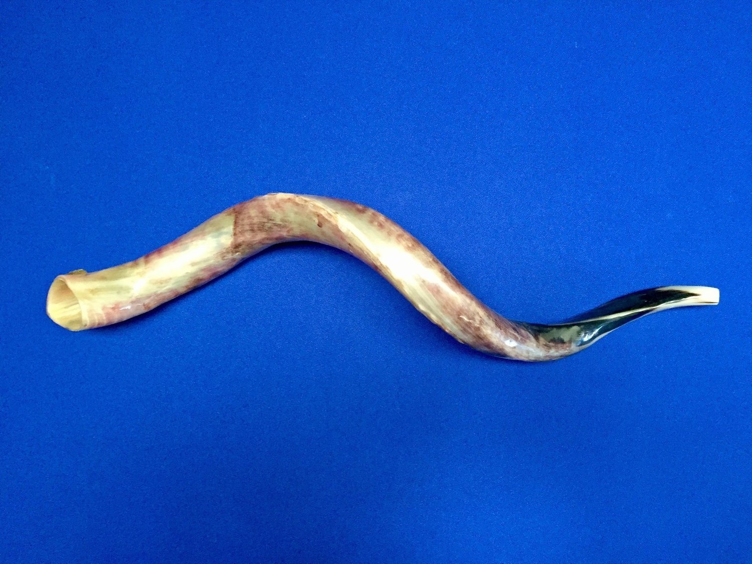 Large Polished Shofar