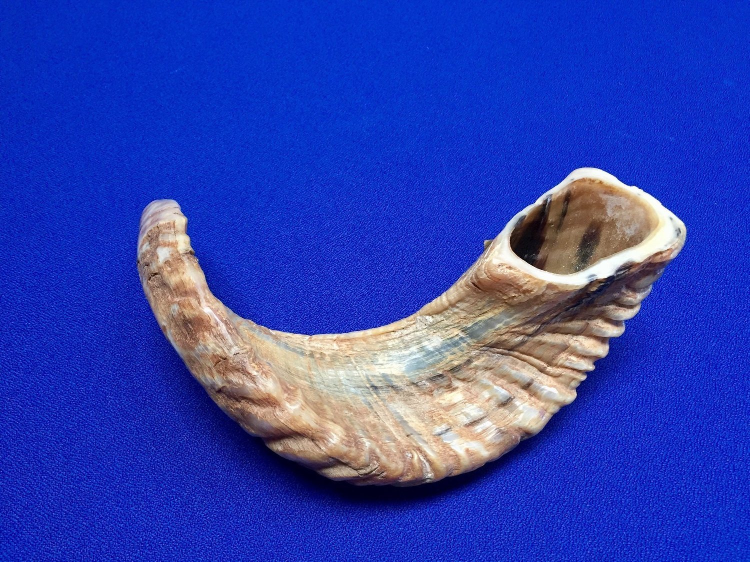 Ram's Horn Full Weight Unpolished