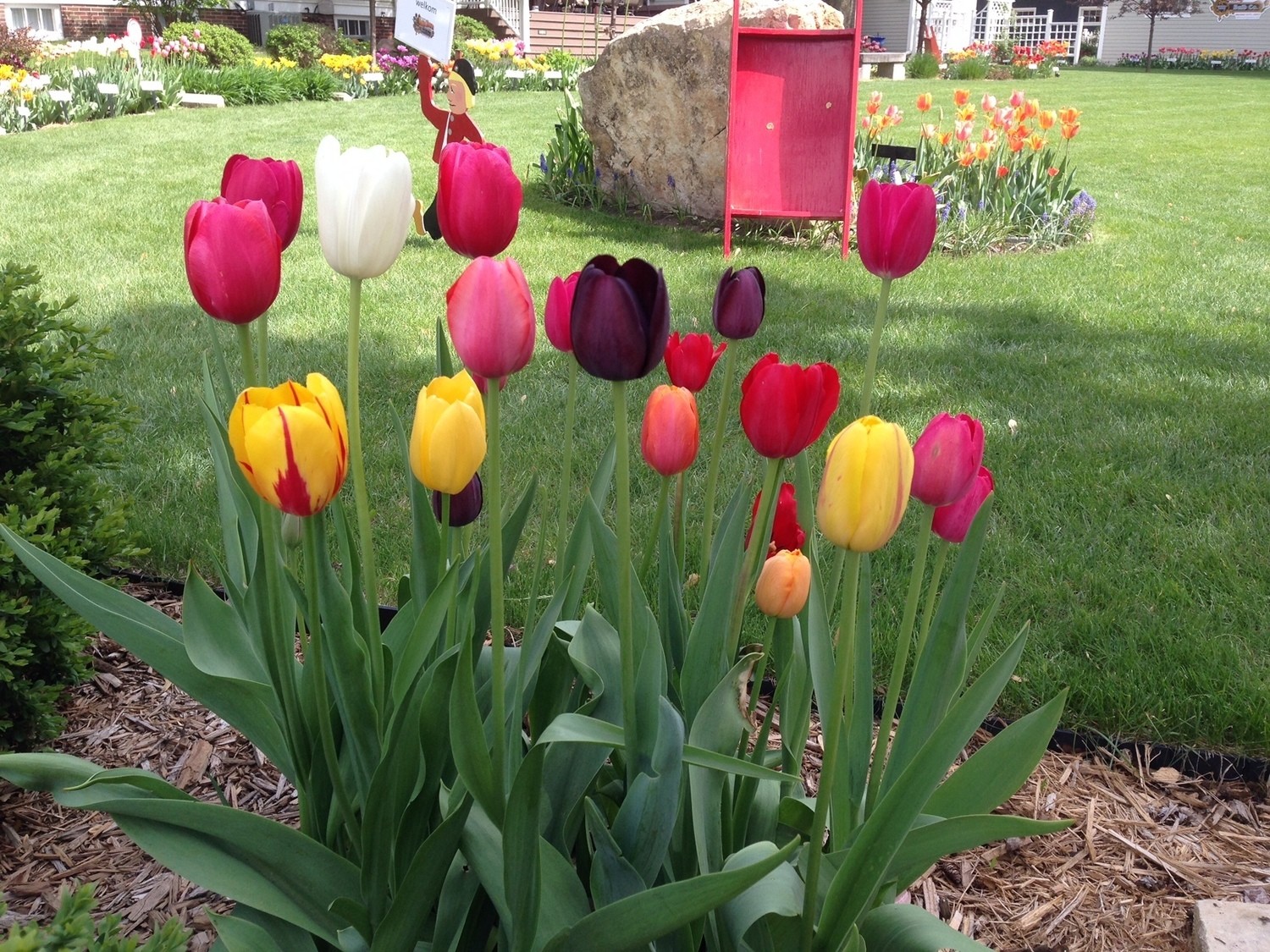 Single Late Mix (10 Bulbs) Store Tulip Town Bulb Company