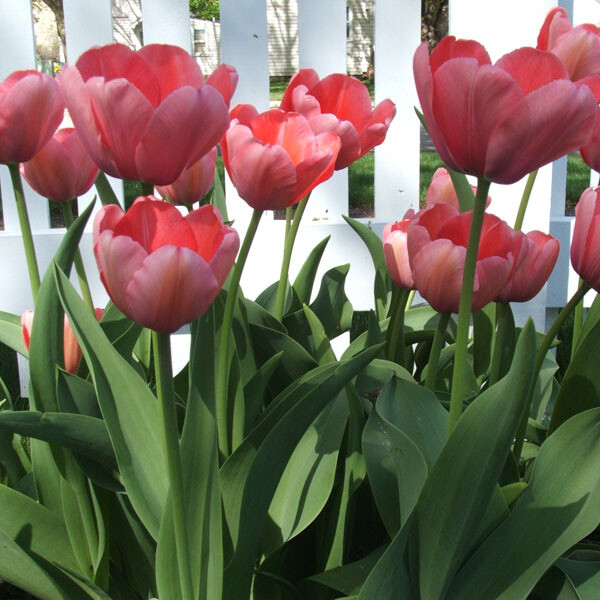 Pink Tulips (25 bulbs) Store Tulip Town Bulb Company