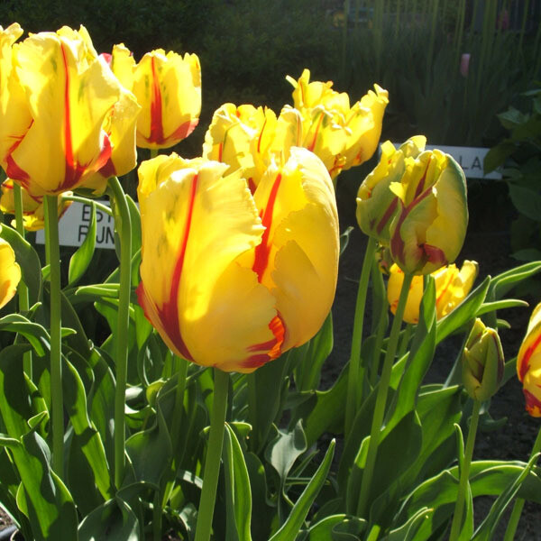 Texas Flame (10 bulbs) Store Tulip Town Bulb Company