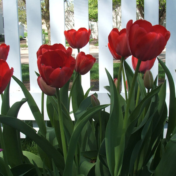 Red Tulips (25 bulbs) Store Tulip Town Bulb Company