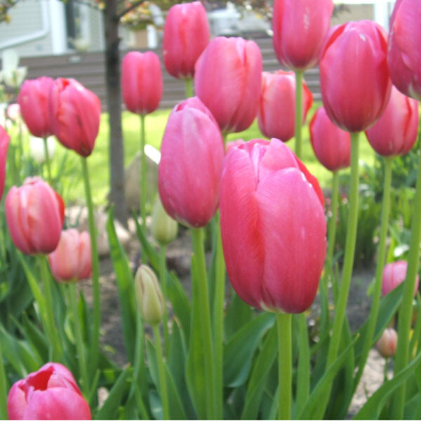 Renown (10 bulbs) Store Tulip Town Bulb Company