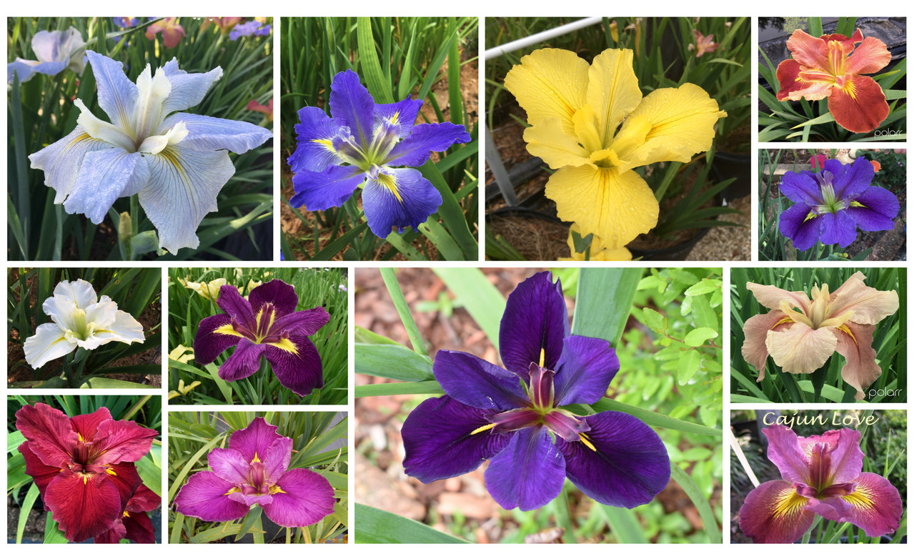 25+ iris in mixed colors collection