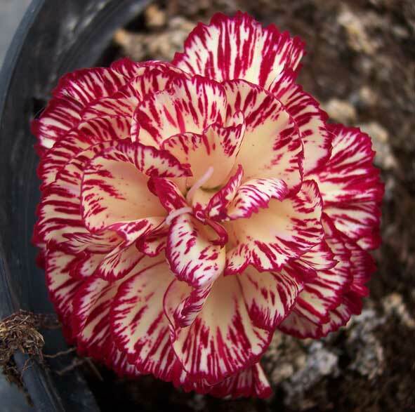 Border & Garden Carnations