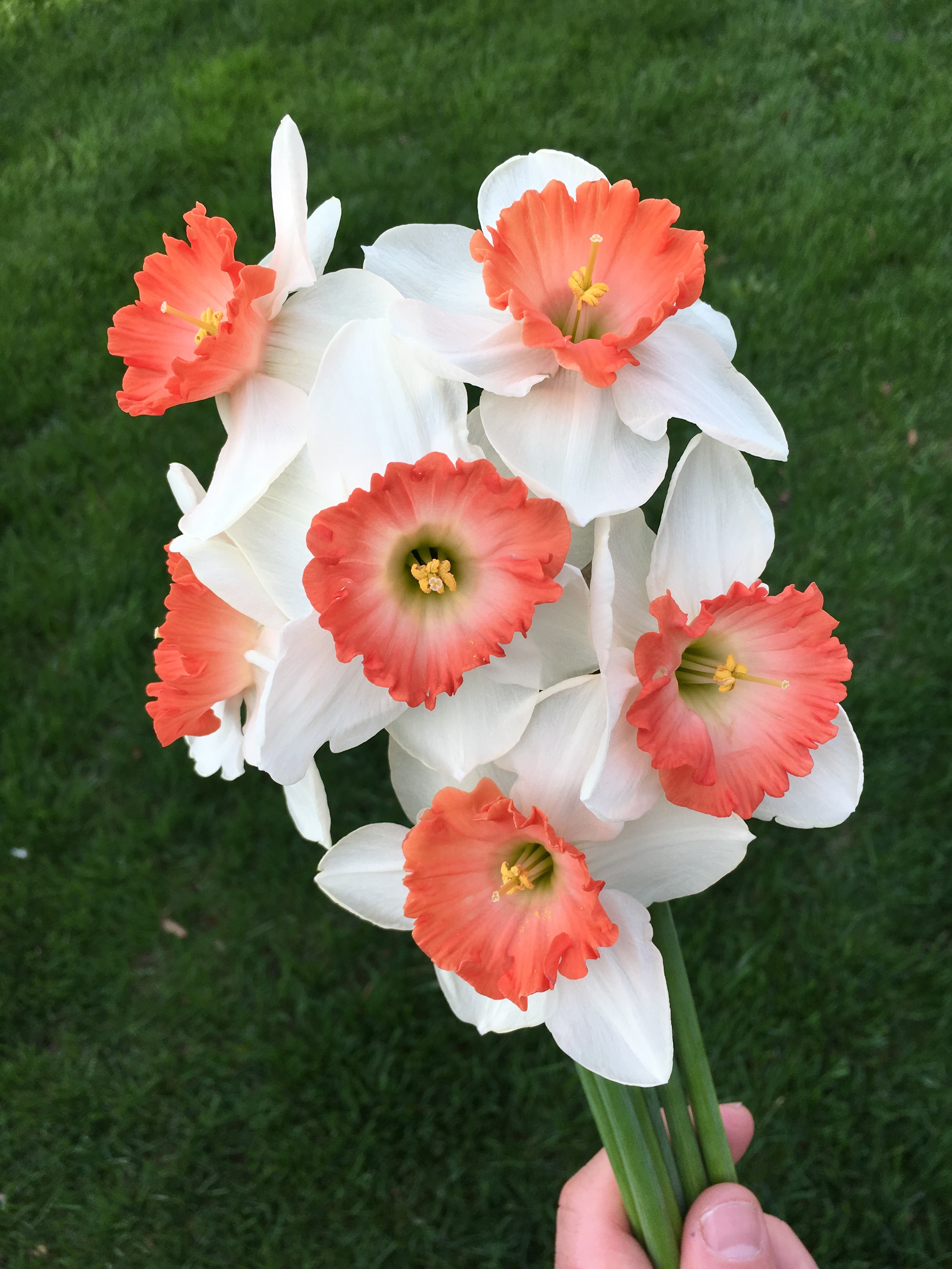 2019 PHS Daffodils Store PHS Daffodils