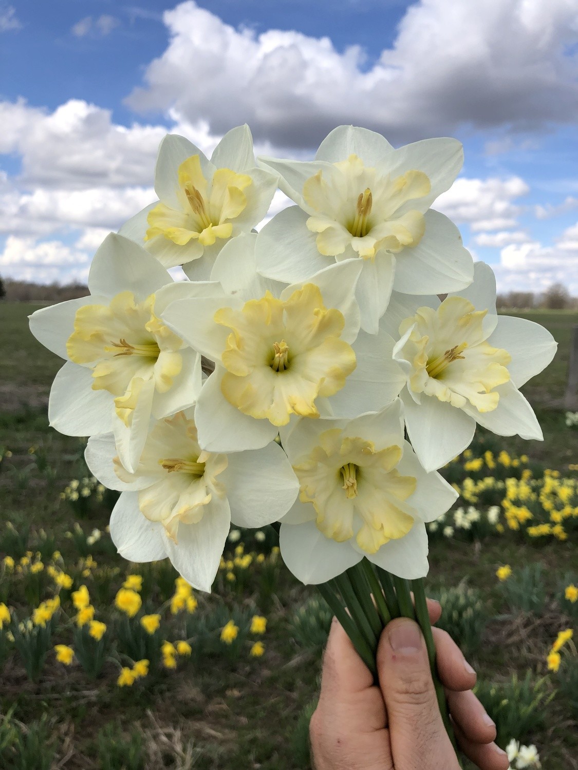 Changing Colors Store PHS Daffodils