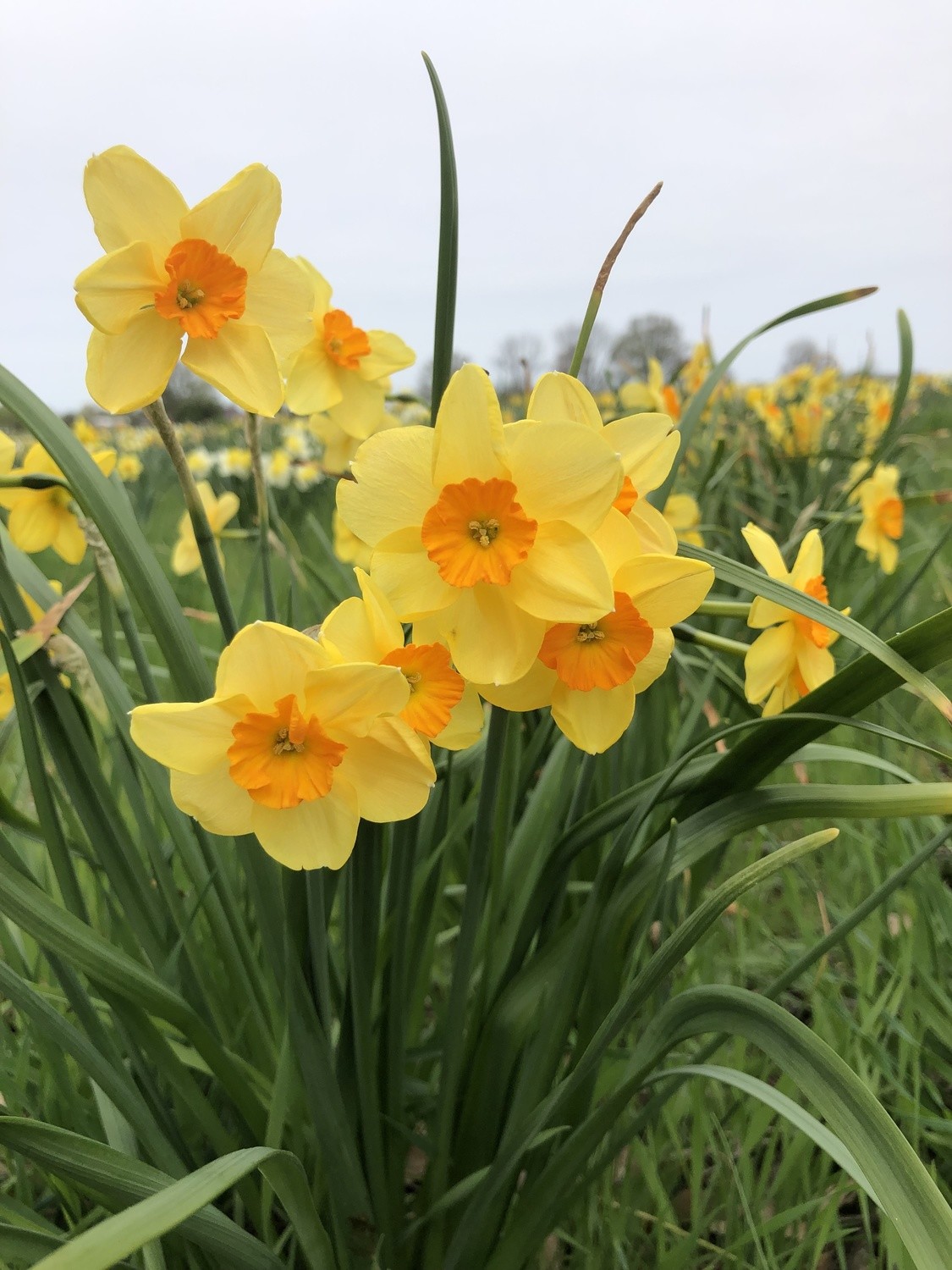 Kedron Store PHS Daffodils