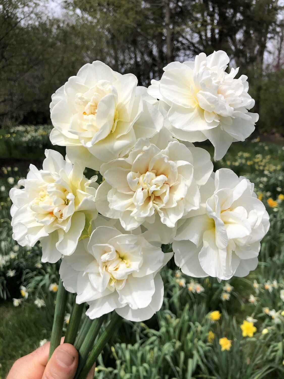 Acropolis Store PHS Daffodils