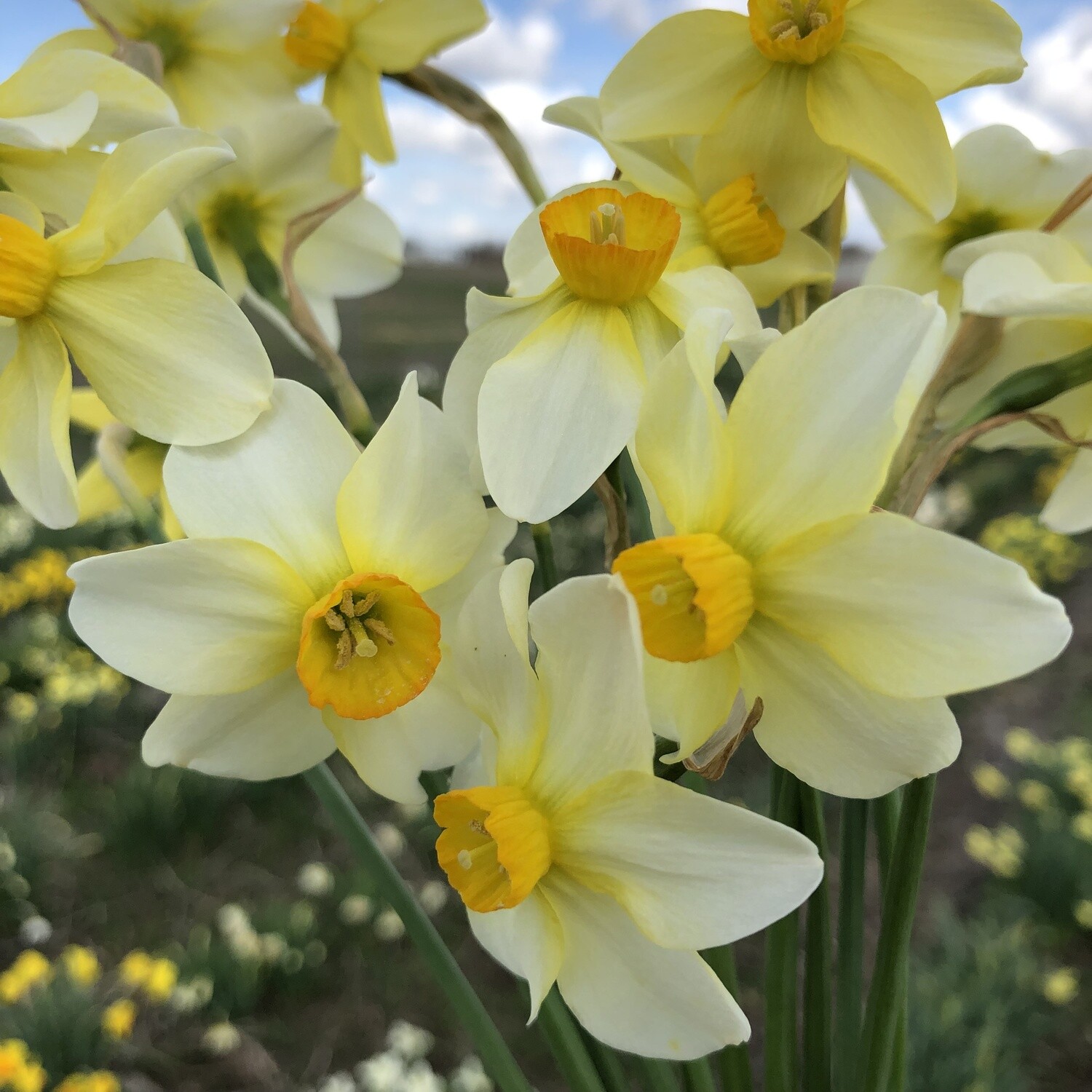 Beryl Store PHS Daffodils