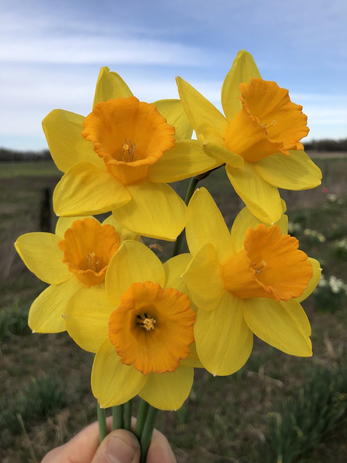 Brightwood Store PHS Daffodils