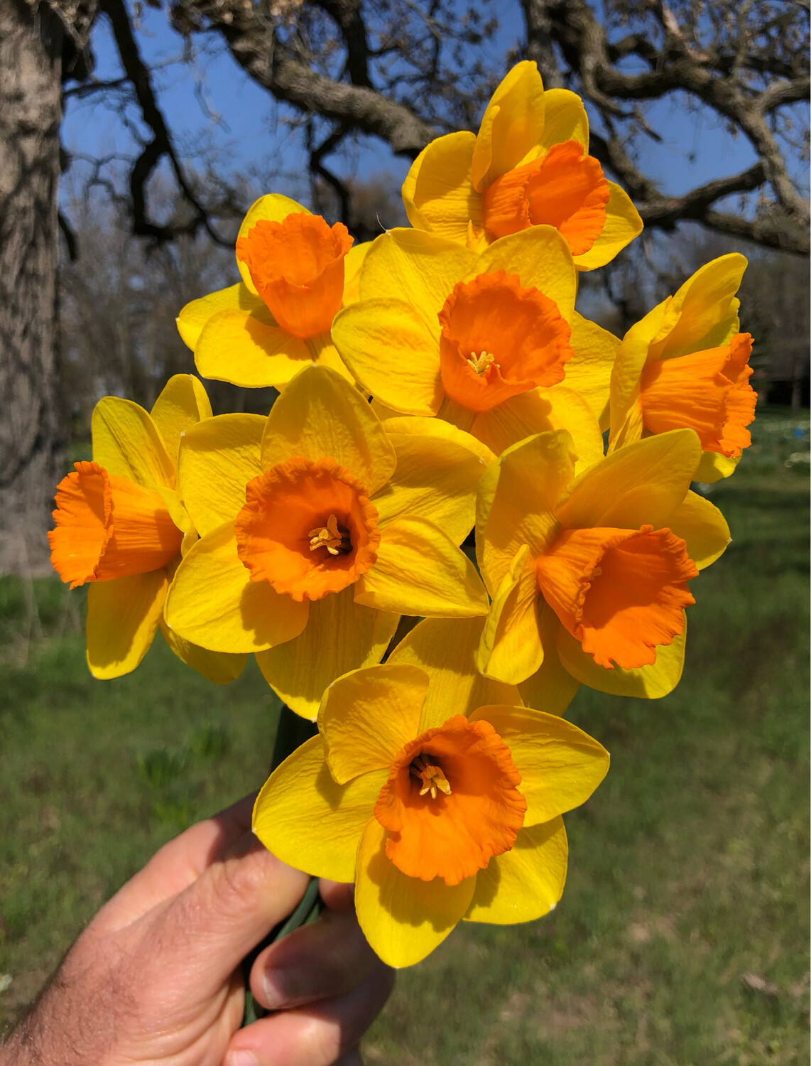 Bailey Store PHS Daffodils