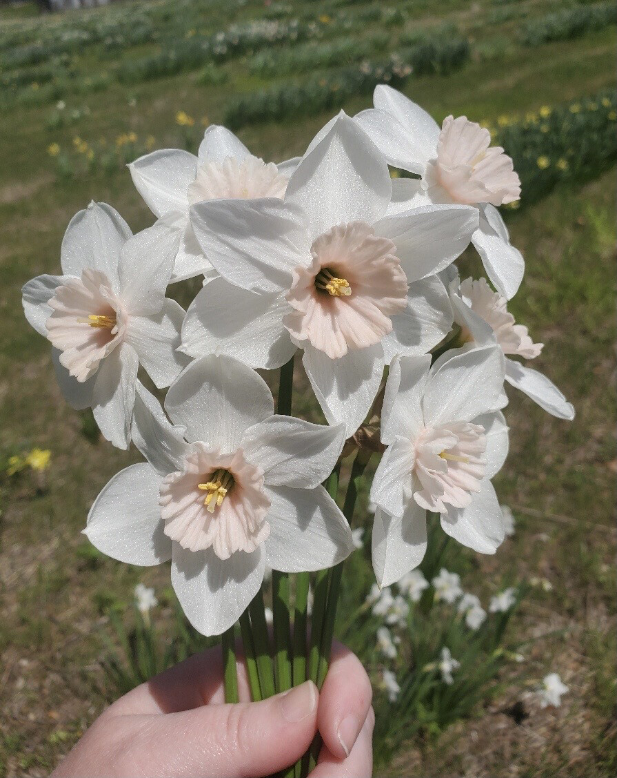 Lavender Lady Store PHS Daffodils