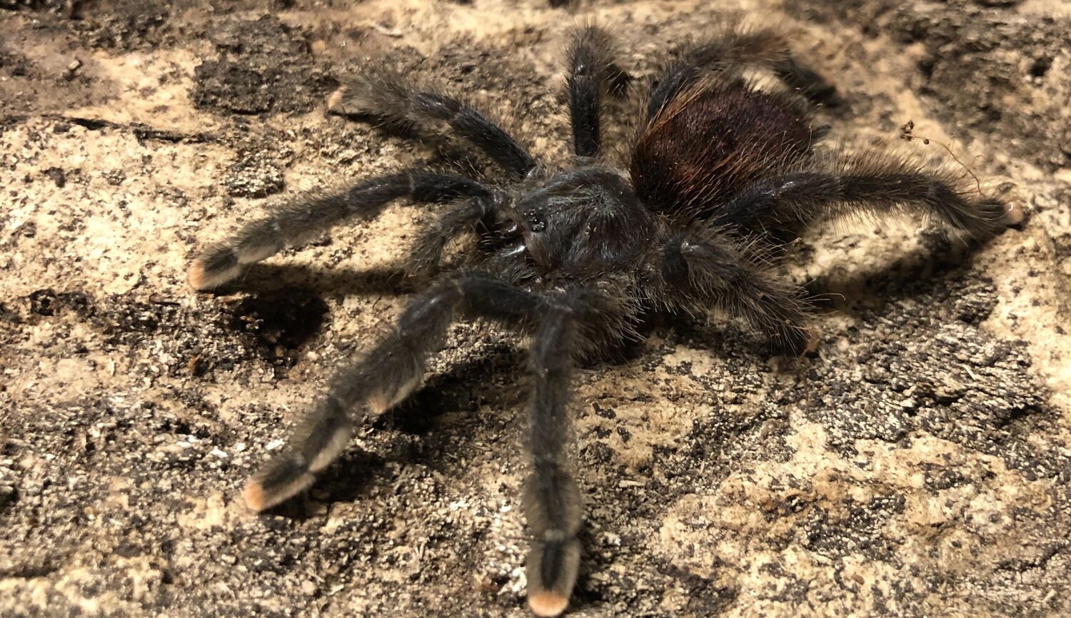 Avicularia Avicularia (Pink Toe) 1.5"