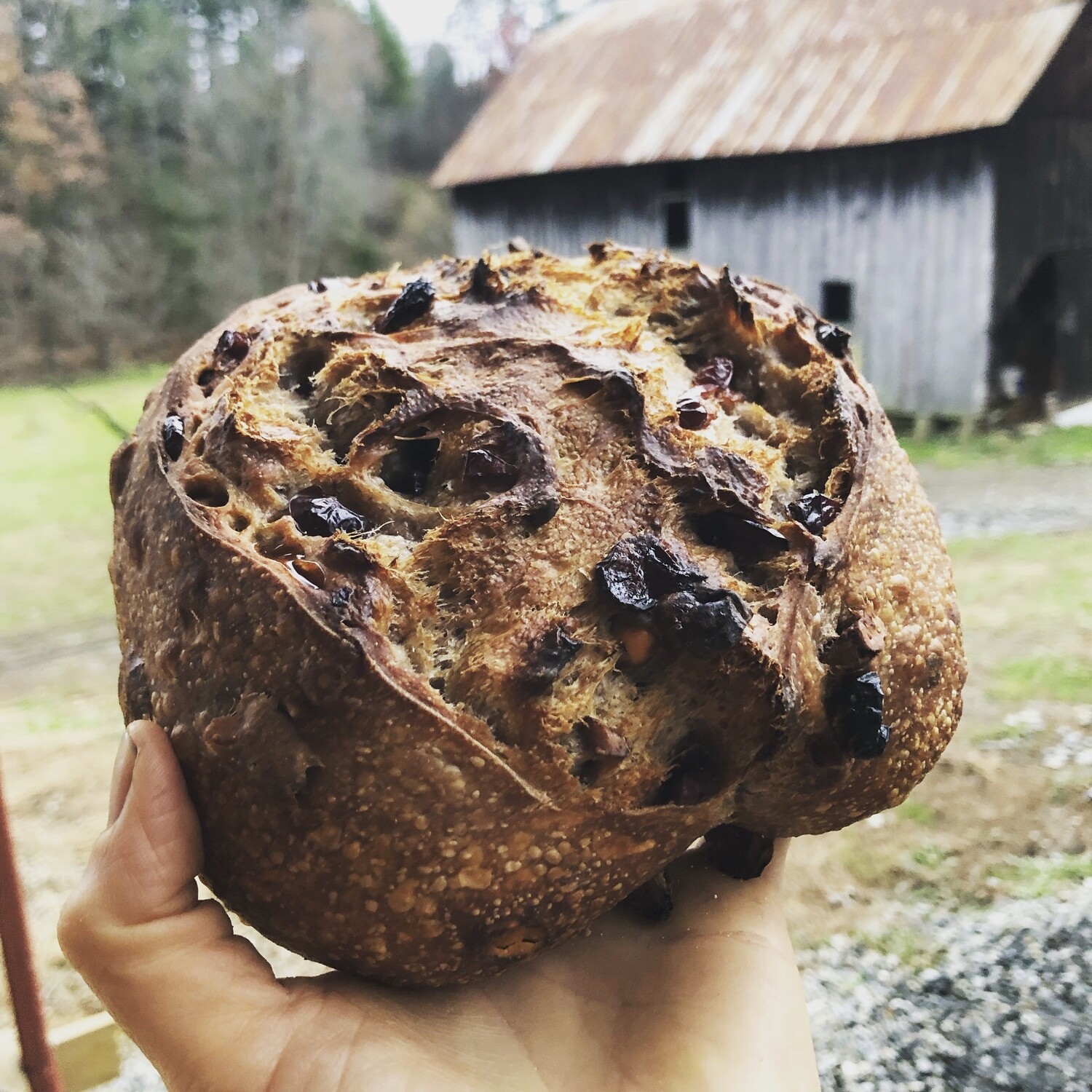 Cranberry Pecan Sourdough