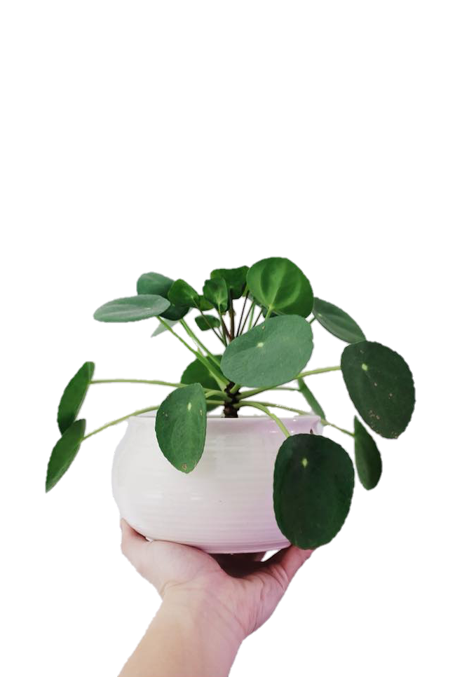 Pilea Интернет Магазин Растений