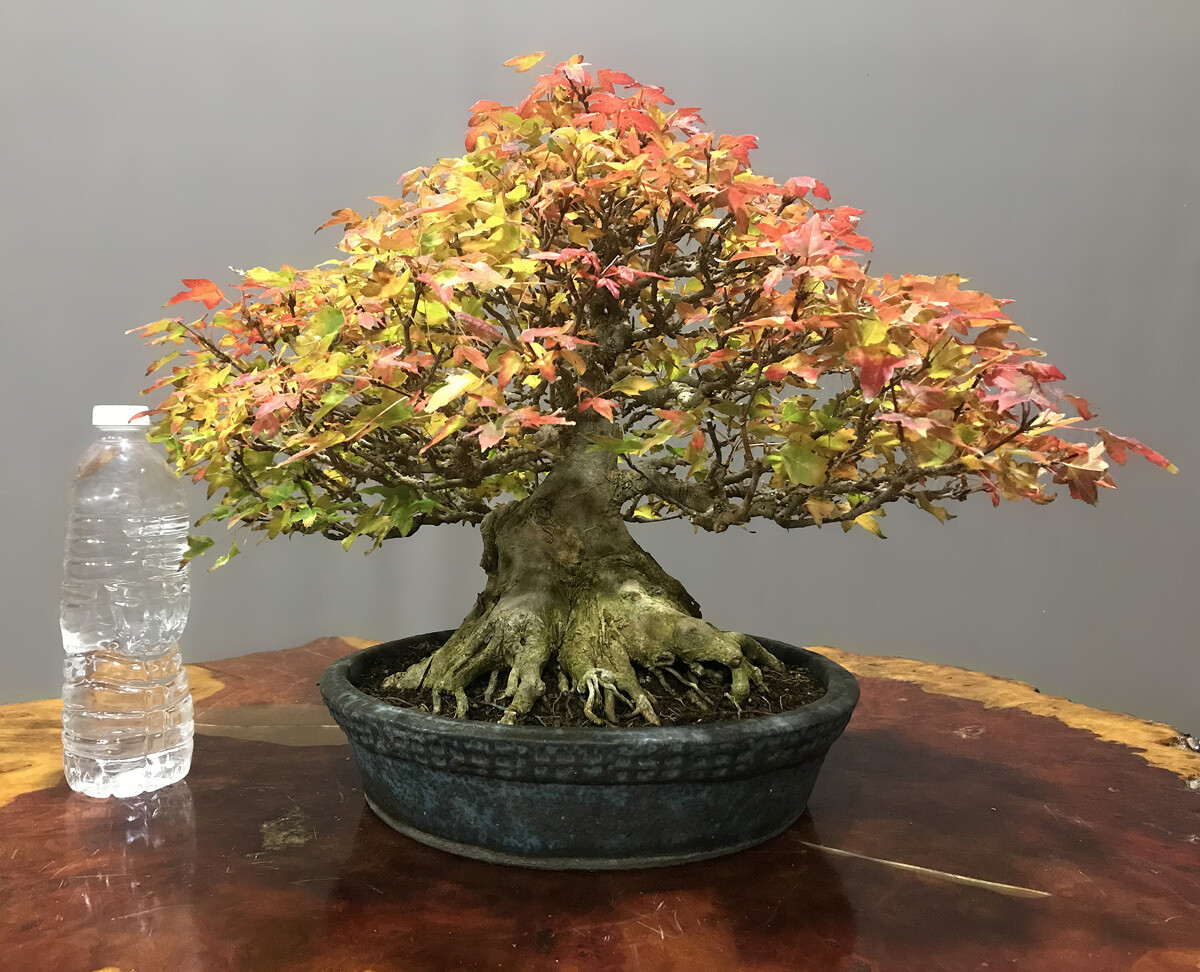 Bonsai Import CompanyONLY THE FINESTStore Shop our selection of trees