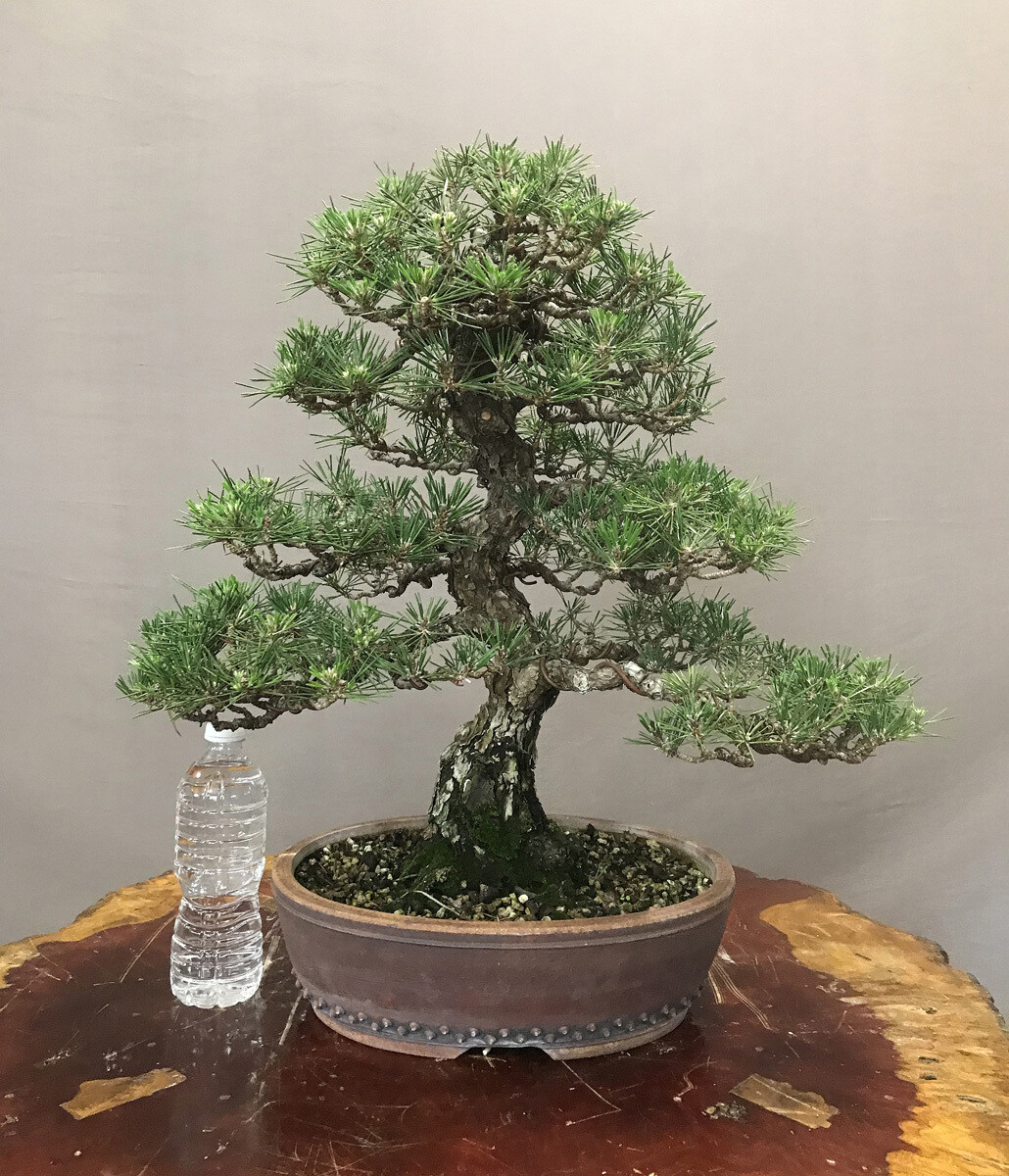 Bonsai Import CompanyONLY THE FINESTStore Shop our selection of trees