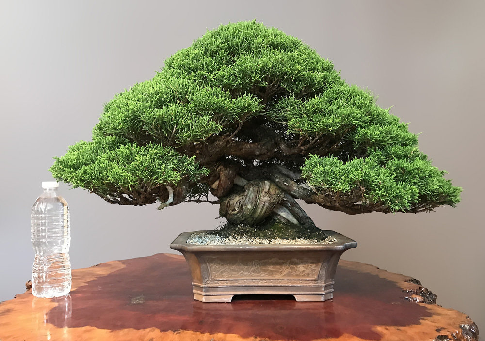 Bonsai Import CompanyONLY THE FINESTStore Shop our selection of trees