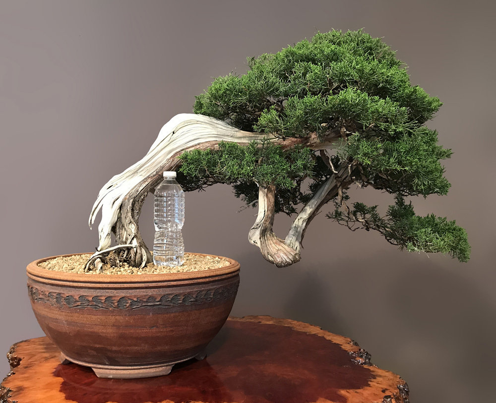 SHIMPAKU 'ITOIGAWA' JUNIPER