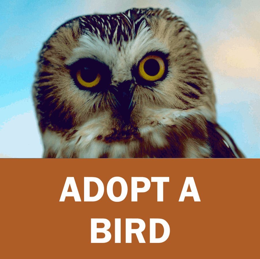 Adopt A Bird