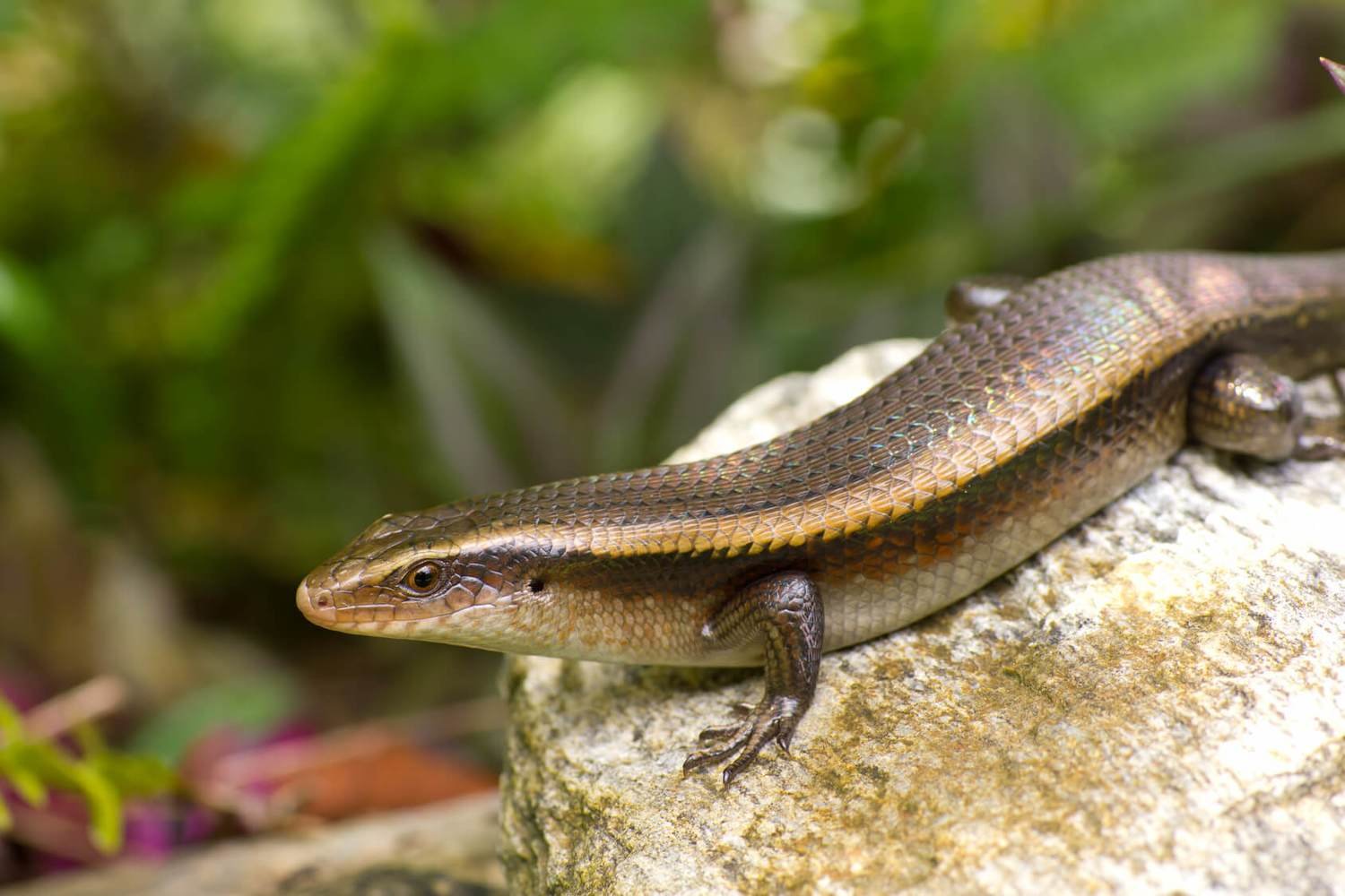 Adopt A Skink