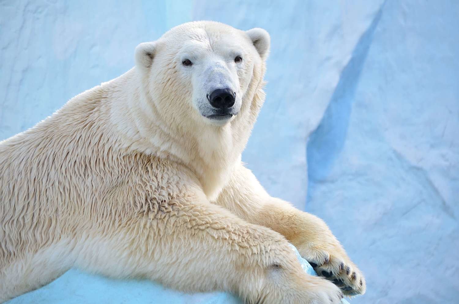 adopt-a-polar-bear