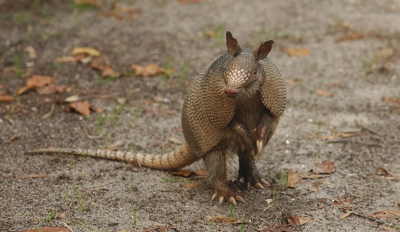 Adopt An Armadillo