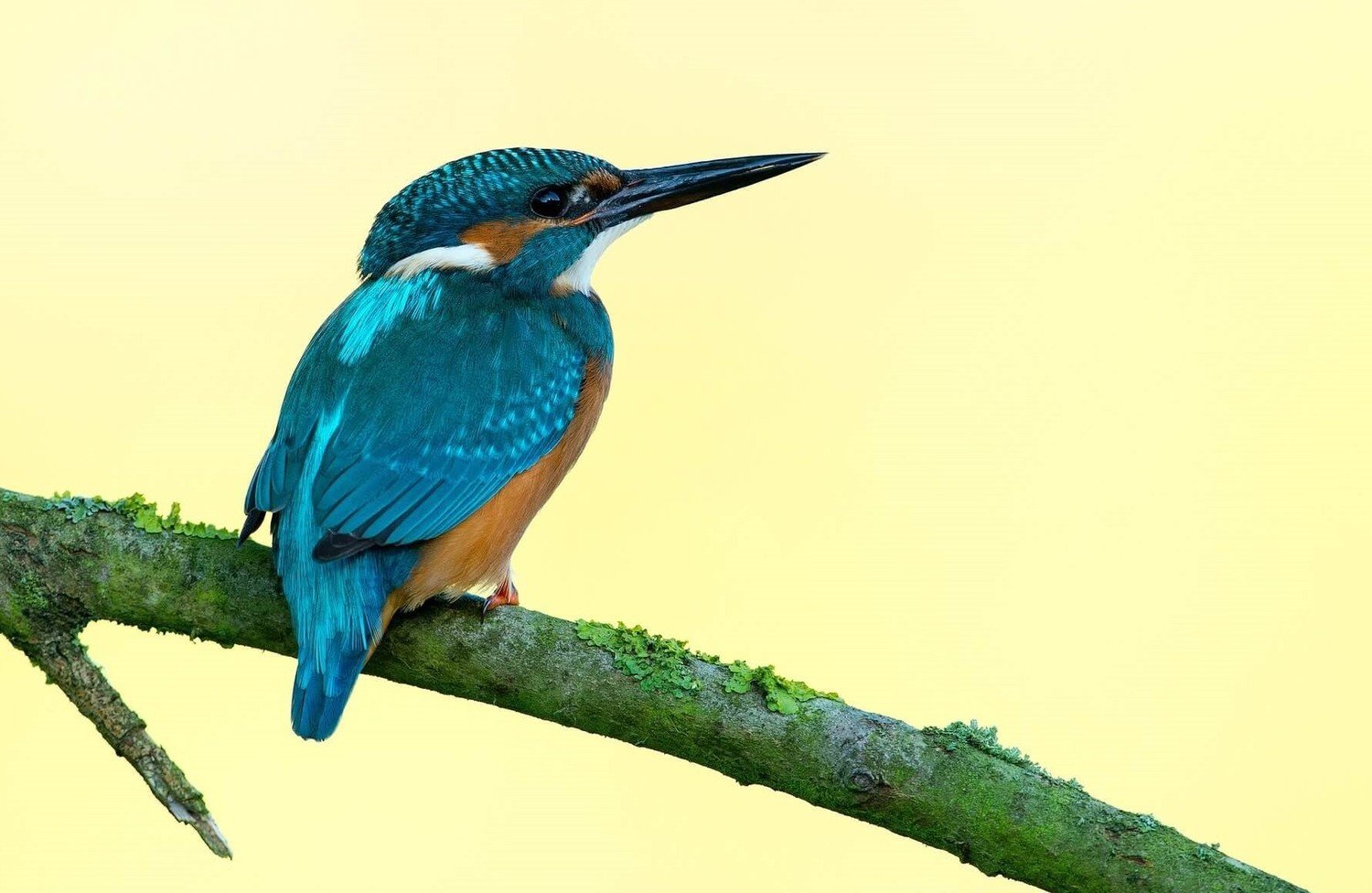 Adopt A Kingfisher