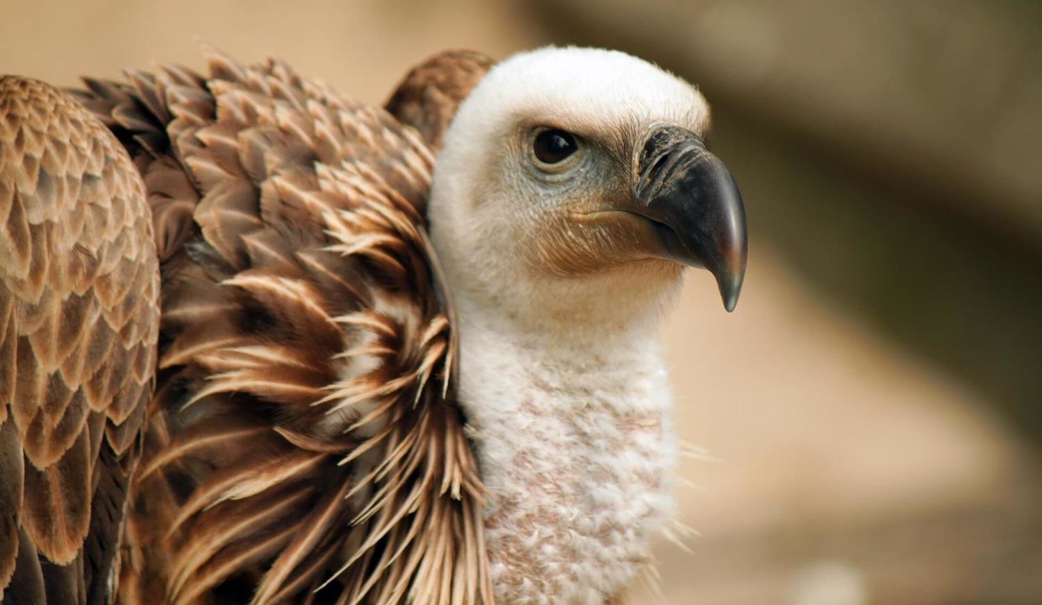 Adopt A Vulture