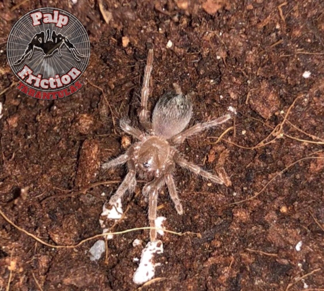 Aphonopelma sp.