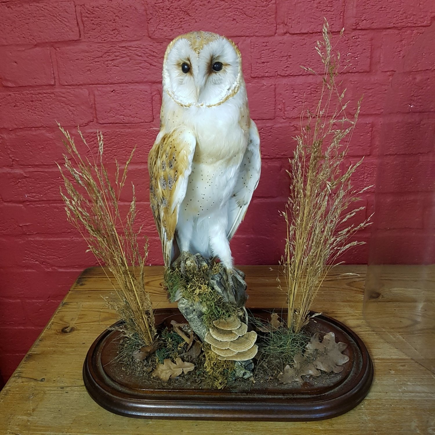 Taxidermy Domed Barn Owl 20th Century