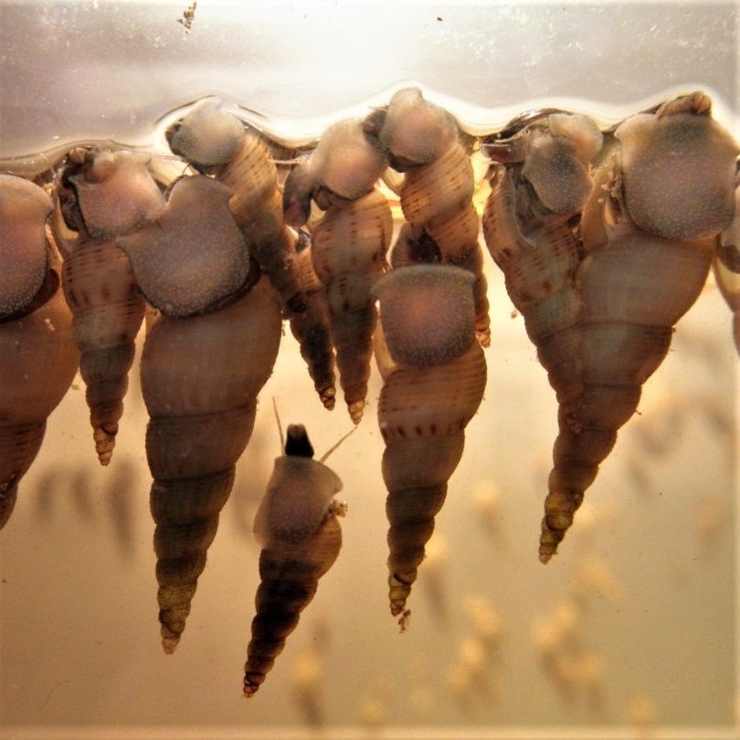 Malaysian Trumpet Snail x 10