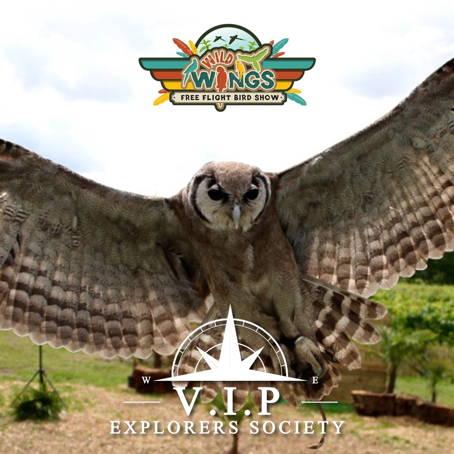 Birds of Prey ( 1 Hour ) V.I.P Session