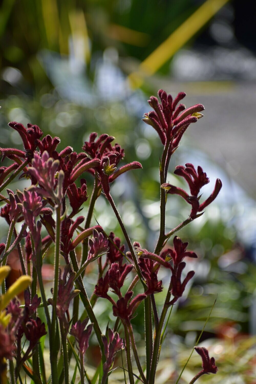 Kangaroo Paw 150mm Pots