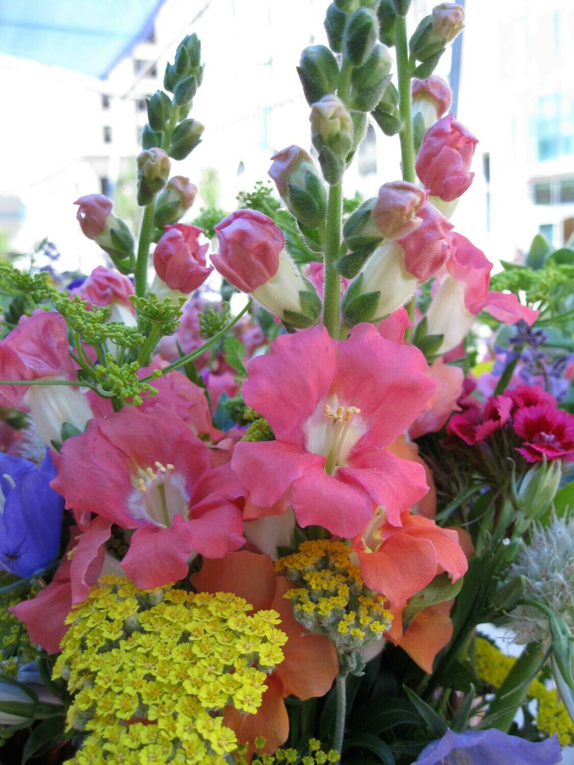 All 5 trays of Cut Flower Plants